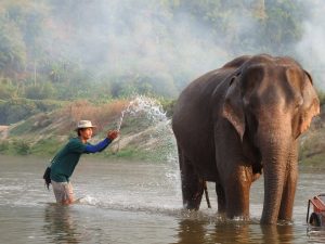 Voir les éléphants en Thaïlande
