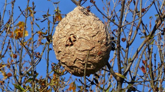 Comment procéder à la destruction nid de frelons asiatique guêpes à Aix-en-Provence ?
